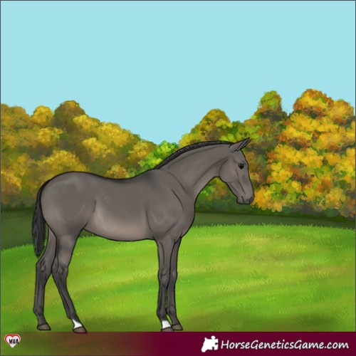 Horse Color:Grullo 