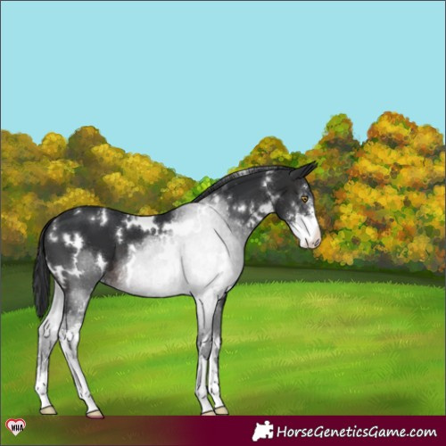 Horse Color:White Spotted Brown Sabino Appaloosa 