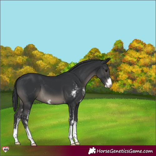 Horse Color:Black Sabino 