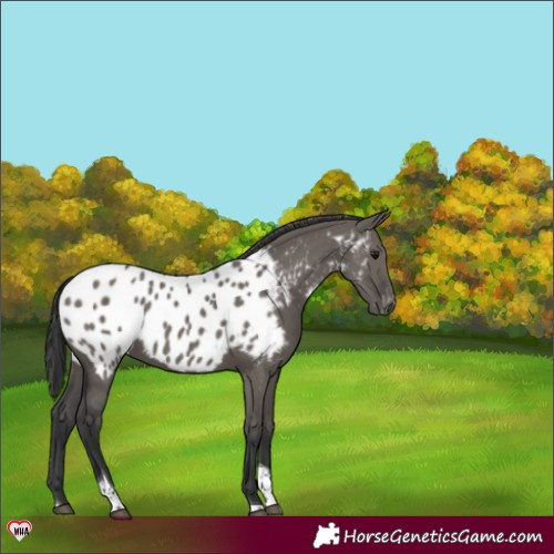 Horse Color:Grullo Tobiano Appaloosa 