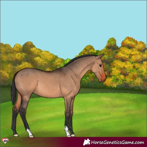 Horse Color:Brown Dun 