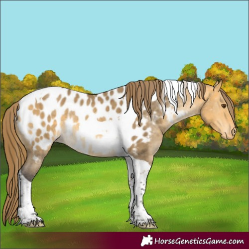 Horse Color:Buckskin Dun Tobiano Appaloosa Rabicano Brindle 