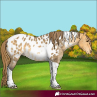 Horse Color:Buckskin Dun Tobiano Appaloosa Rabicano Brindle