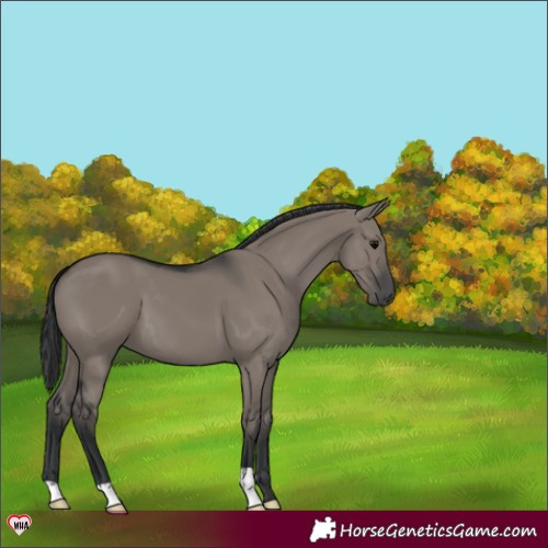 Horse Color:Grullo 