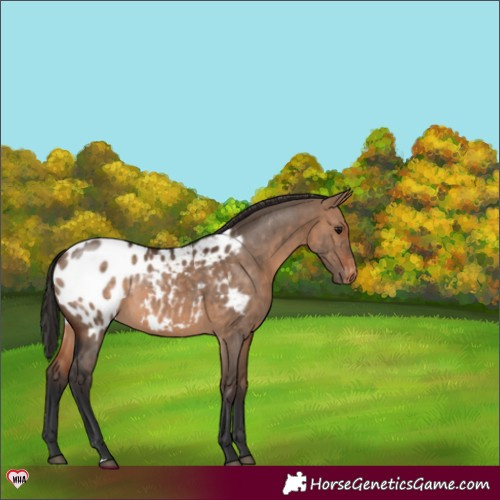 Horse Color:Bay Dun Appaloosa 