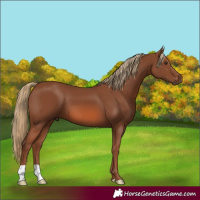 Horse Color:Chestnut 