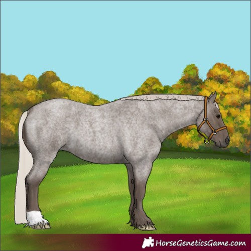 Horse Color:Silver Blue Roan 