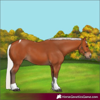Horse Color:Silver Bay Tobiano