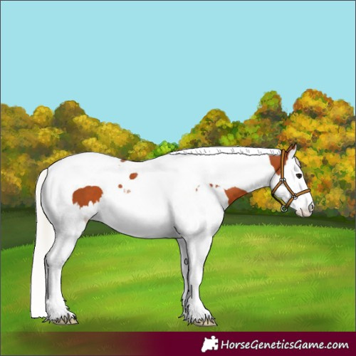 Horse Color:Silver Bay Splash Tobiano 