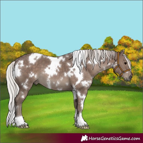 Horse Color:White Spotted Silver Black