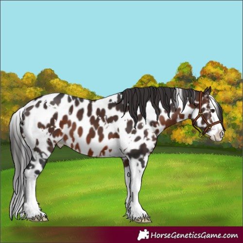 Horse Color:White Spotted Brown Splash Leopard