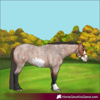 Horse Color:Bay Roan Frame 