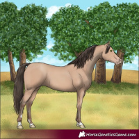 Horse Color:Amber Champagne 
