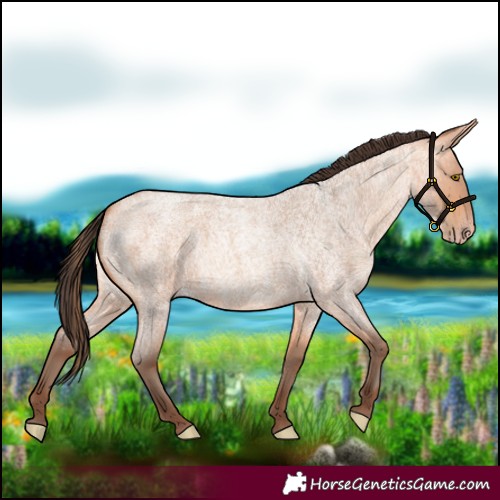 Horse Color:Amber Champagne Roan 