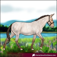 Horse Color:Amber Champagne Roan 