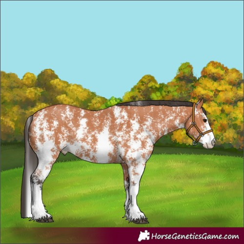Horse Color:Bay Sabino 