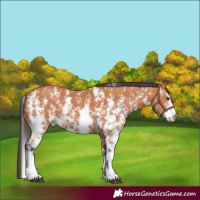 Horse Color:Bay Sabino