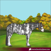 Horse Color:Black Sabino 