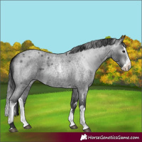 Horse Color:Blue Roan Sabino Splash  and Gray Blue Roan Sabino Splash 