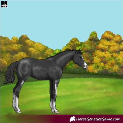 Horse Color:Black Sabino