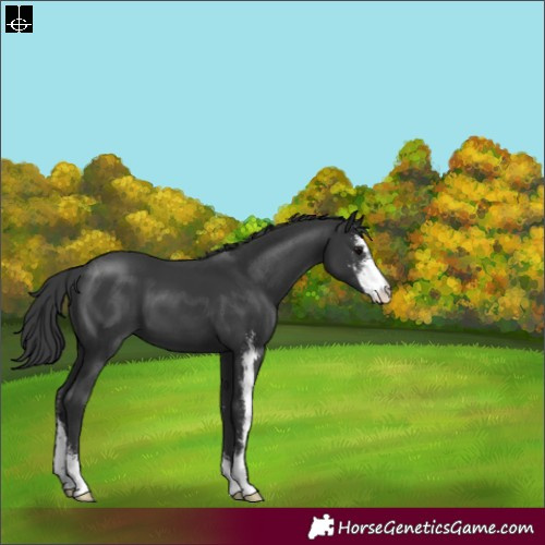 Horse Color:Black Sabino 