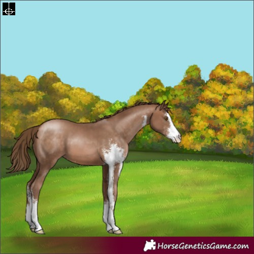 Horse Color:Brown Pearl Sabino 