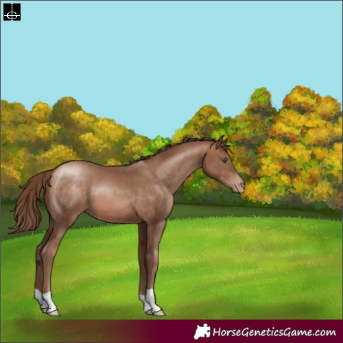 Horse Color:Brown Pearl