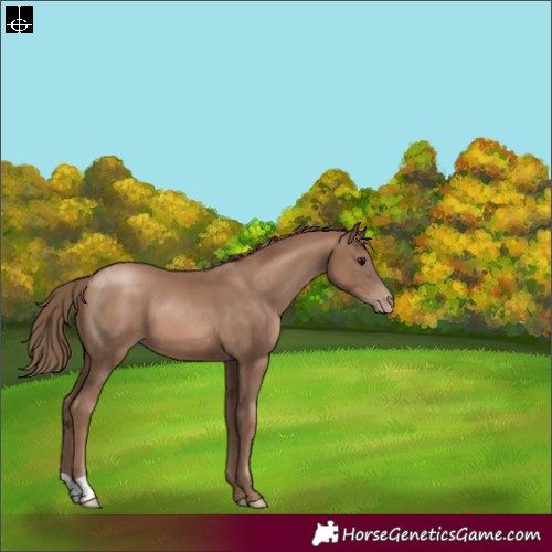 Horse Color:Black Pearl