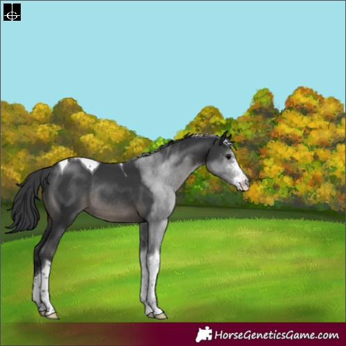 Horse Color:Black Sabino Tobiano Rabicano 