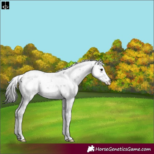 Horse Color:Black Sabino Appaloosa