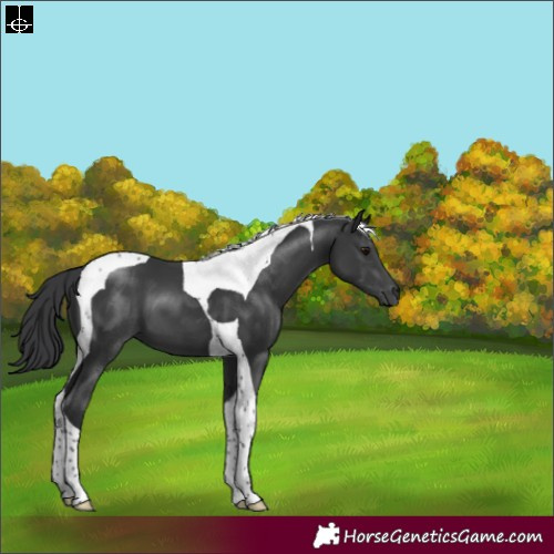 Horse Color:Black Tobiano 