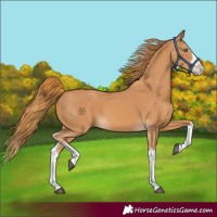 Horse Color:Chestnut Splash