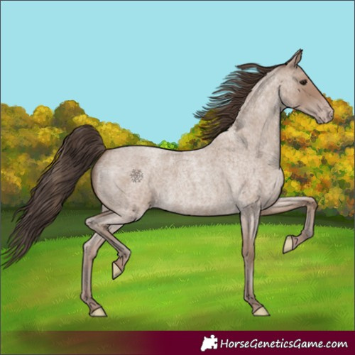 Horse Color:Classic Champagne Roan 