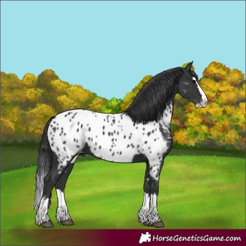 Horse Color:Black Splash Appaloosa 