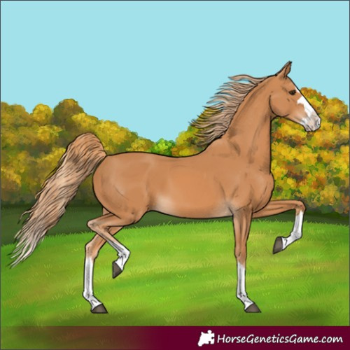 Horse Color:Chestnut Splash 