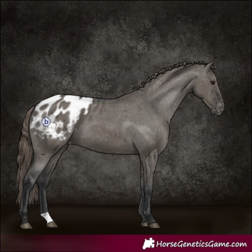 Horse Color:Grullo Appaloosa 