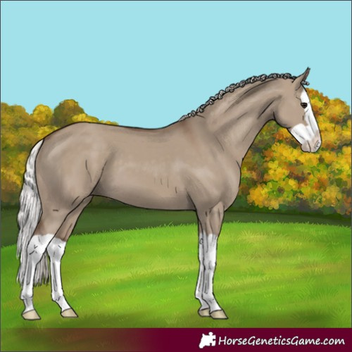 Horse Color:Silver Grullo Splash 