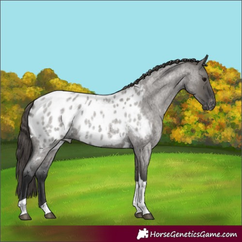 Horse Color:Grullo Roan Tobiano Appaloosa 
