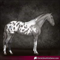 Horse Color:Grullo Tobiano Appaloosa