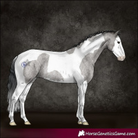 Horse Color:Grullo Roan Splash Tobiano Rabicano 