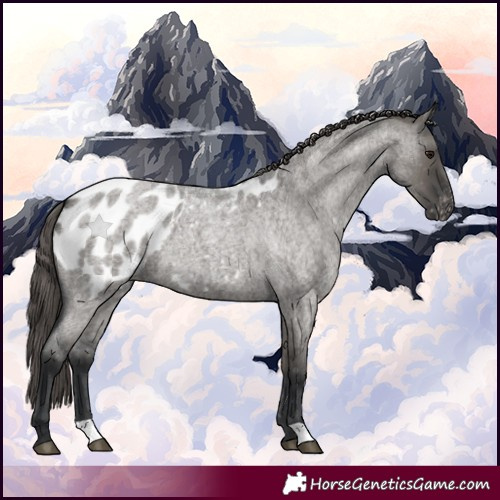 Horse Color:Grullo Roan Appaloosa 