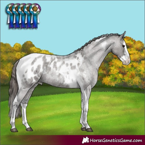 Horse Color:Grullo Roan Splash Tobiano Appaloosa 