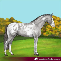 Horse Color:Grullo Roan Splash Tobiano Appaloosa 