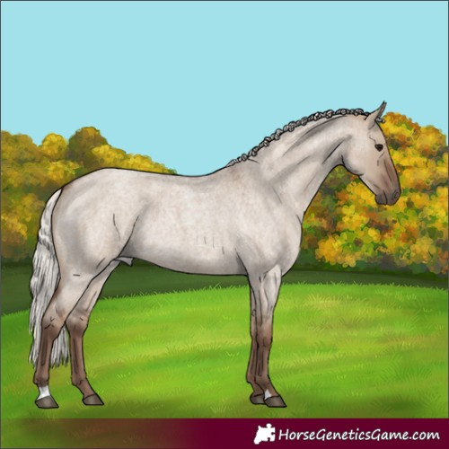 Horse Color:Silver Grullo Roan Rabicano 