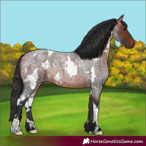 Horse Color:White Spotted Bay Roan