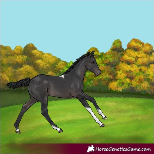 Horse Color:Platinum Brown Tobiano Rabicano 