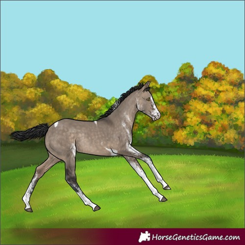 Horse Color:White Spotted Brown Dun Tobiano Rabicano 