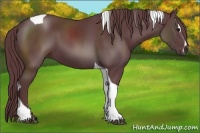 Horse Color:Chocolate Black Sabino Tobiano