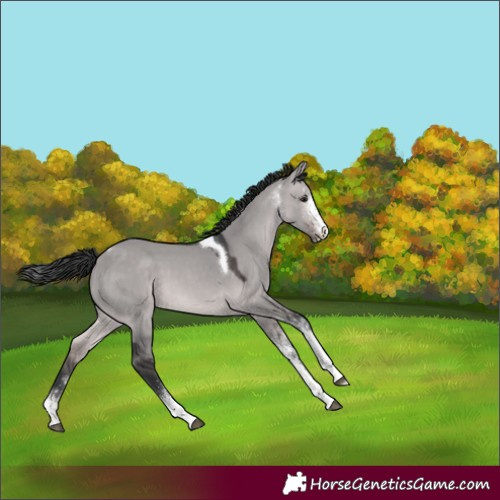 Horse Color:Platinum White Spotted Brown Dun Tobiano Rabicano