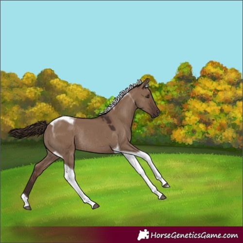 Horse Color:Liver Red Dun Tobiano Rabicano 